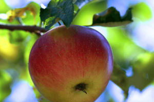 la pomme est bonne pour le coeur