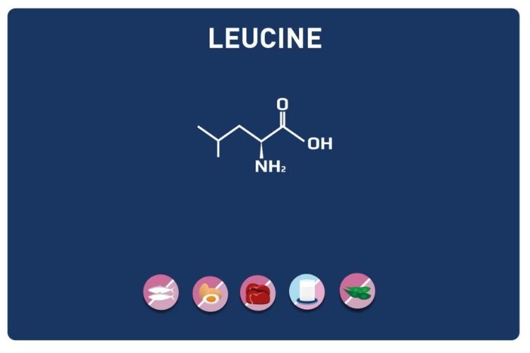 leucine, acide amine essentiel